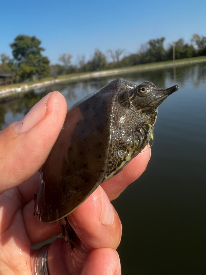 Spiny Softshell Turtle